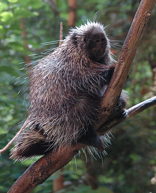 New World porcupine